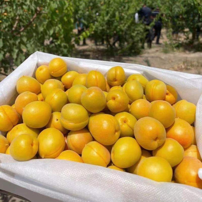 新疆小红杏又名吊干杏，糖度高耐储存，一杏两吃！