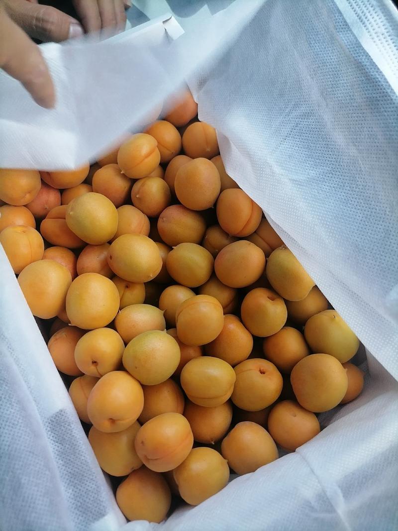 新疆小红杏又名吊干杏，糖度高耐储存，一杏两吃！
