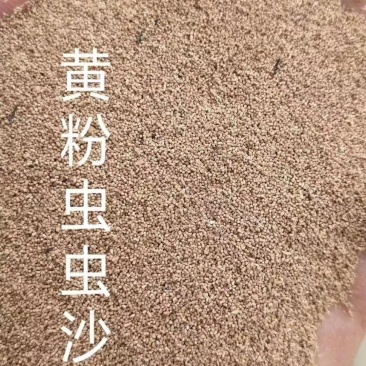黄粉虫虫沙
