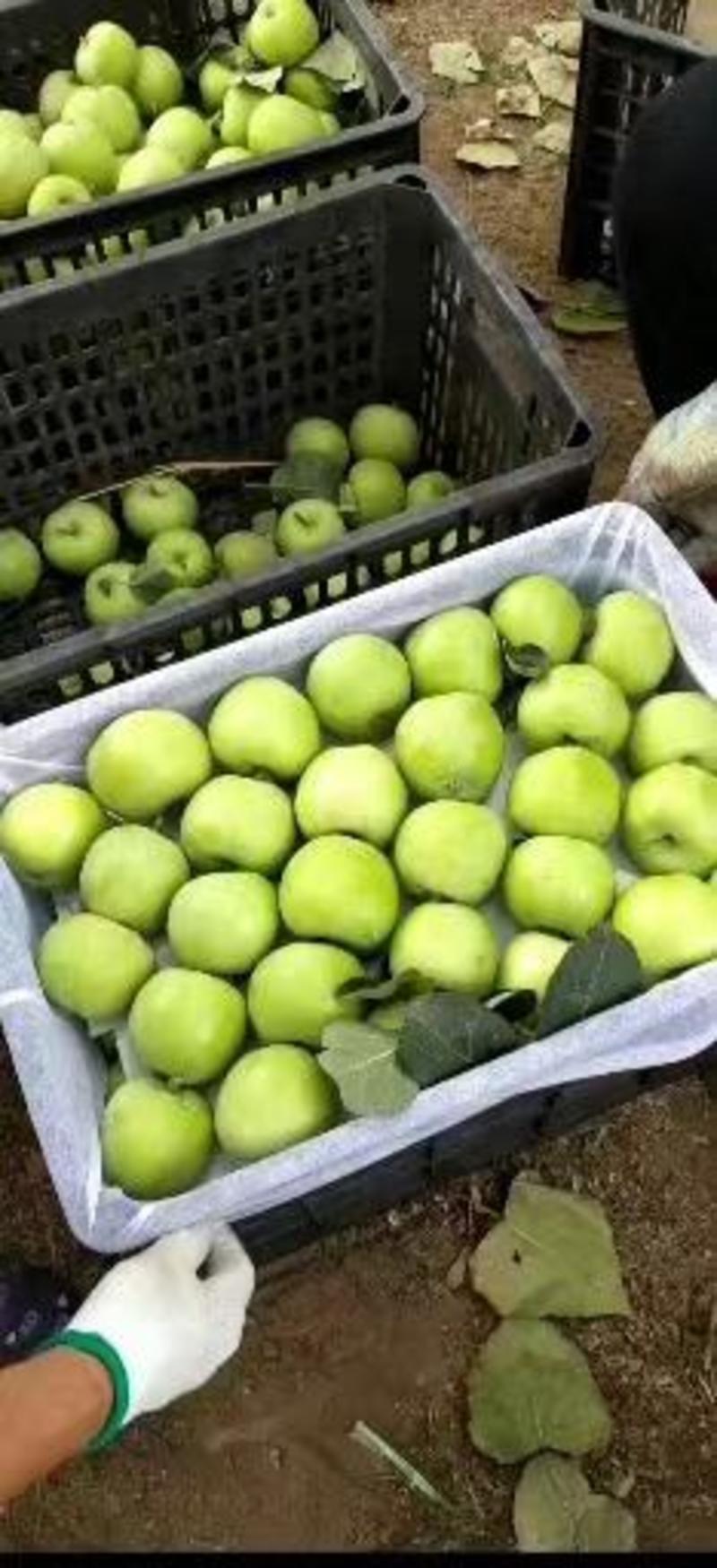 山东早熟【疗付苹果】藤木苹果大量上市了！货源充足全国发货