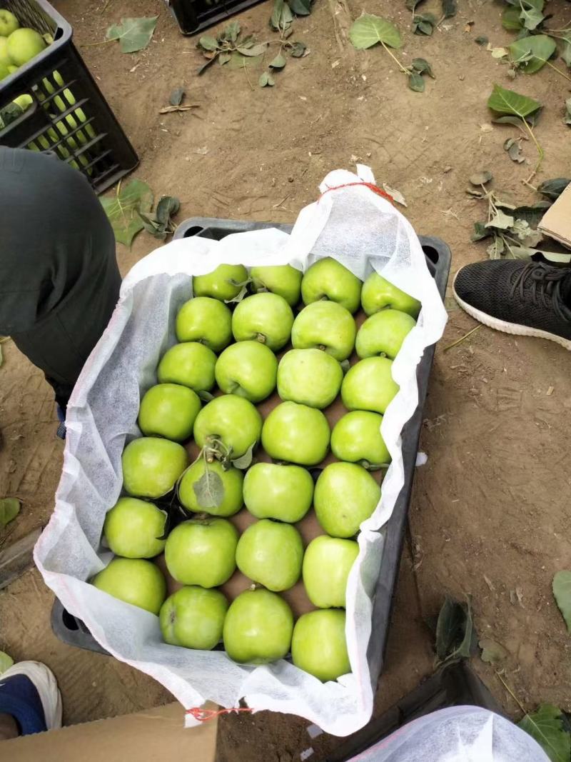 山东早熟【疗付苹果】藤木苹果大量上市了！货源充足全国发货