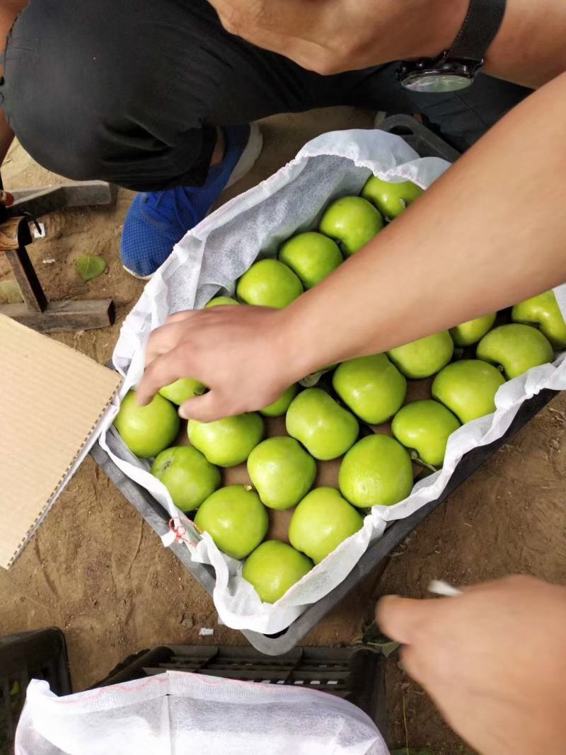 山东早熟【疗付苹果】藤木苹果大量上市了！货源充足全国发货