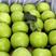 山东早熟【疗付苹果】藤木苹果大量上市了！货源充足全国发货