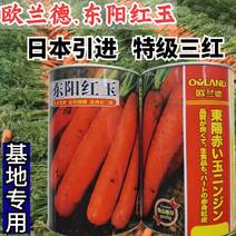 【高品质】东阳红玉胡萝卜种子日本引进特级三红基地专用