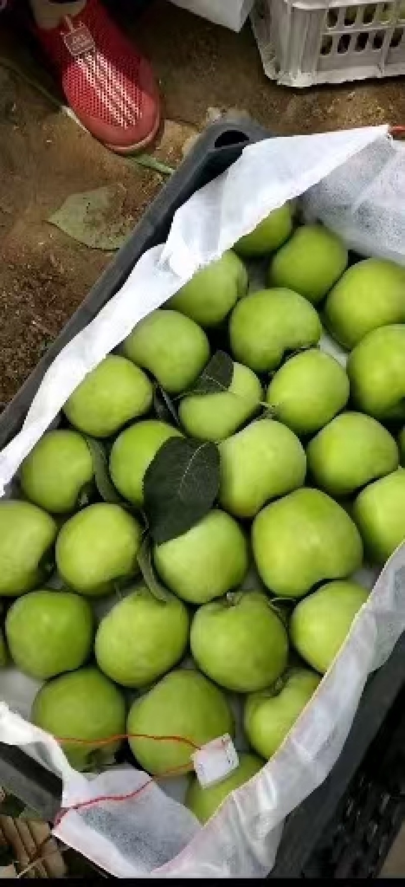 藤木苹果脆甜好吃质量保质随到随装！大量现货供应基地