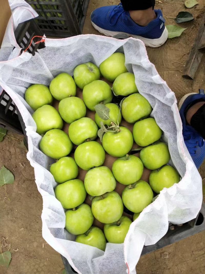 藤木苹果脆甜好吃质量保质随到随装！大量现货供应基地
