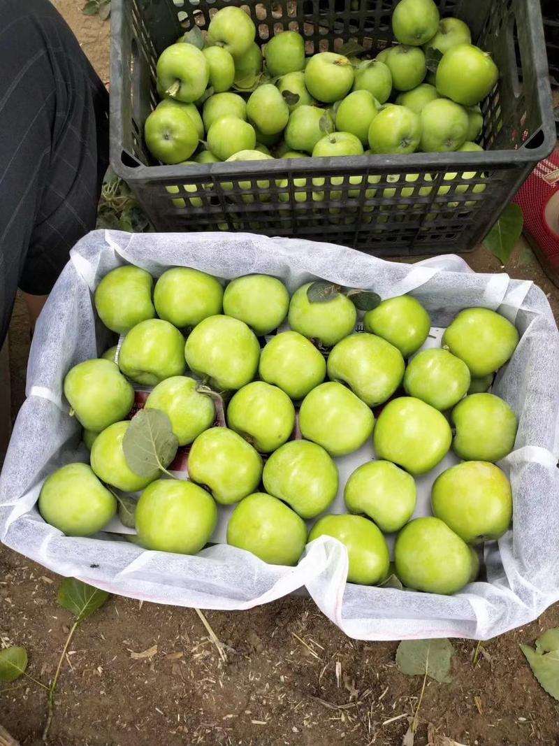 藤木苹果脆甜好吃质量保质随到随装！大量现货供应基地