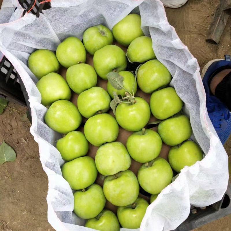 藤木苹果脆甜好吃质量保质随到随装！大量现货供应基地