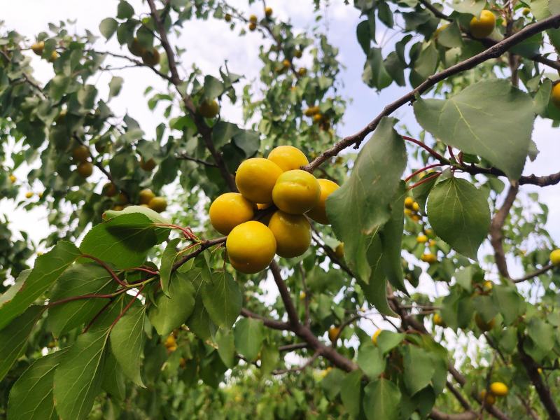 河南自种珍珠油杏，量大从优，欢迎前来品尝