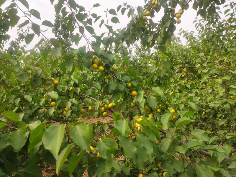 河南自种珍珠油杏，量大从优，欢迎前来品尝