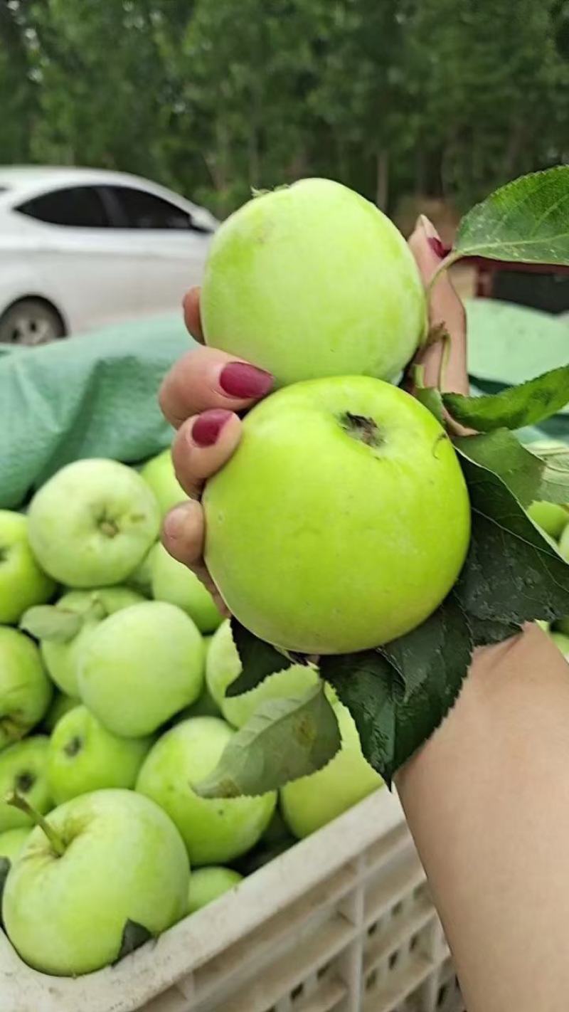 山东青苹果【藤木！疗付苹果】大量上市！产地一手货源充足