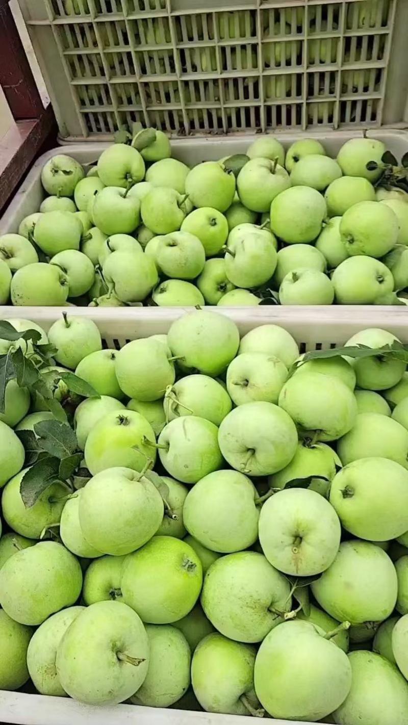 山东青苹果【藤木！疗付苹果】大量上市！产地一手货源充足