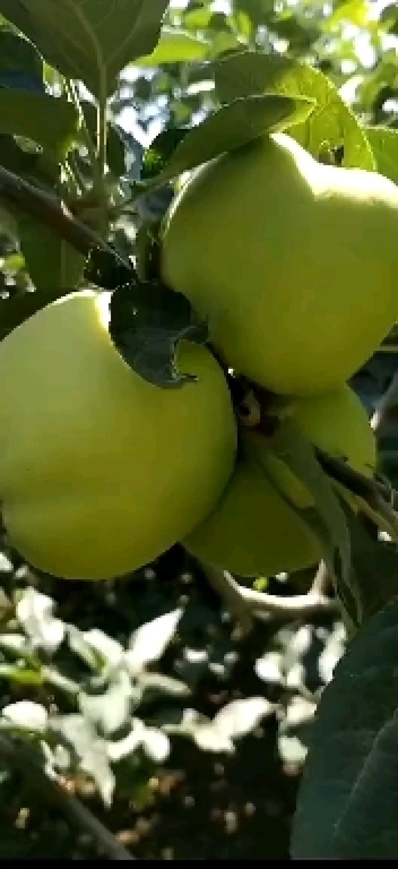 山东青苹果【藤木！疗付苹果】大量上市！产地一手货源充足