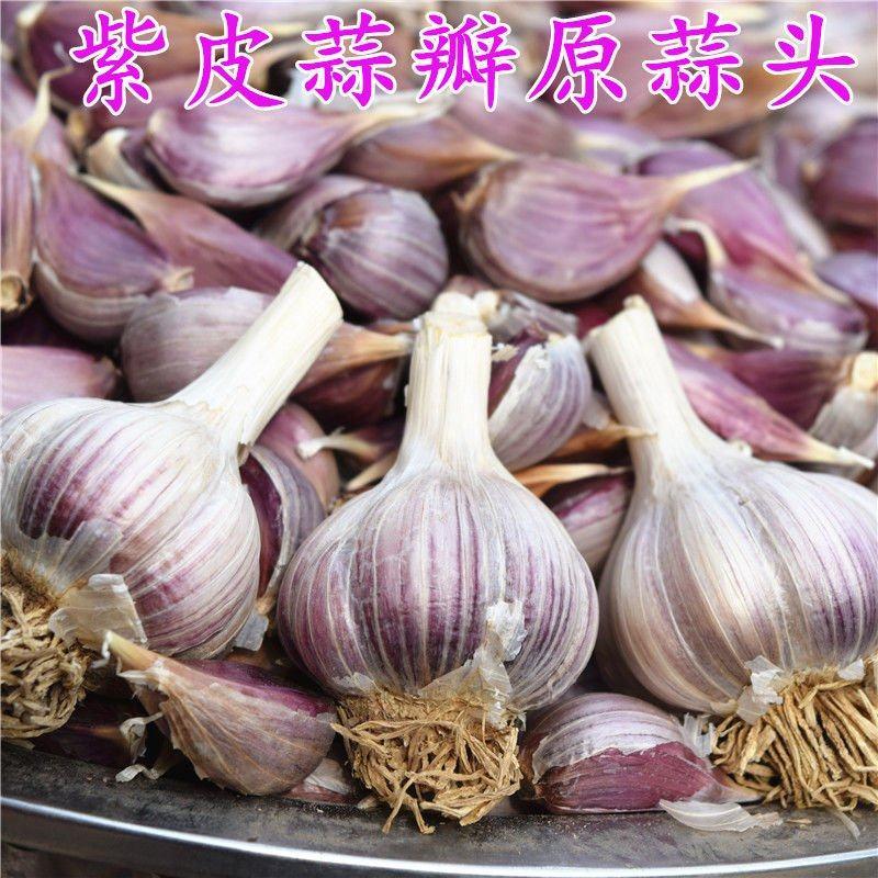 红根蒜种个头均匀，优质品种子，紫红皮蒜种子
