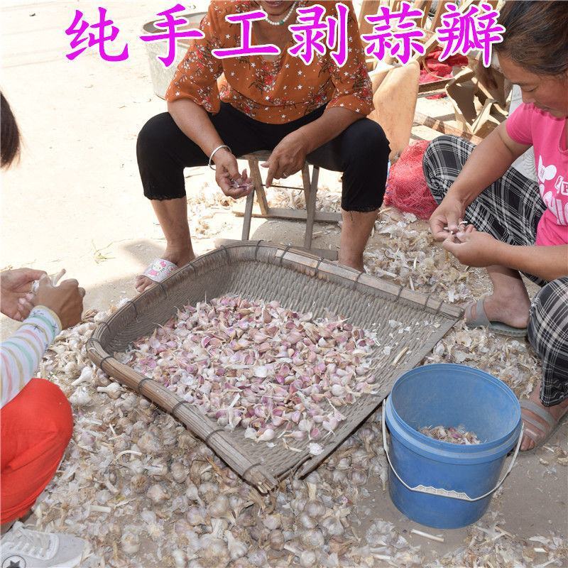 红根蒜种个头均匀，优质品种子，紫红皮蒜种子