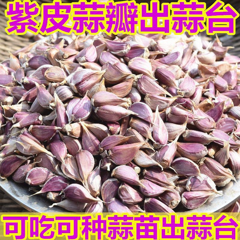 红根蒜种个头均匀，优质品种子，紫红皮蒜种子