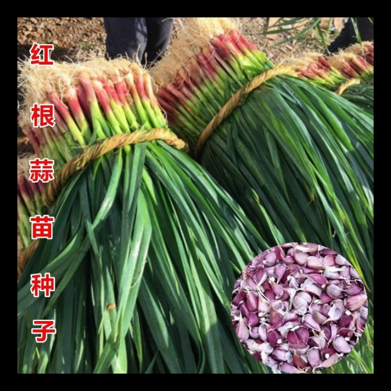 红根蒜种个头均匀，优质品种子，紫红皮蒜种子