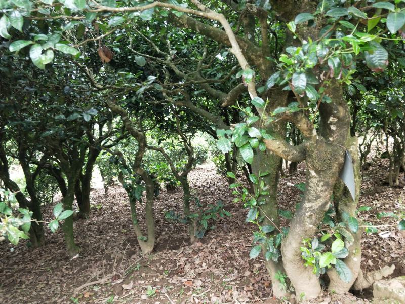 云南原产地正宗普洱茶月光白货源充足欢迎进店采购