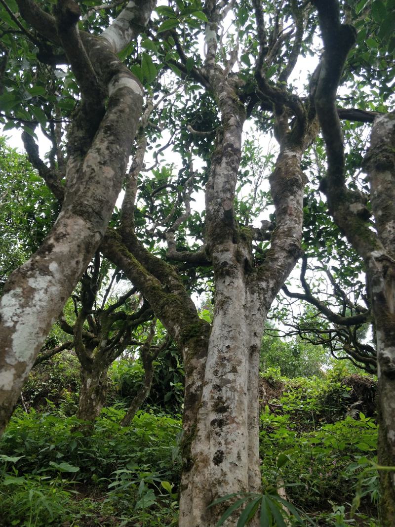 云南原产地正宗普洱茶月光白货源充足欢迎进店采购