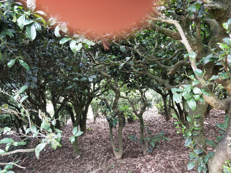 云南原产地正宗普洱茶月光白货源充足欢迎进店采购