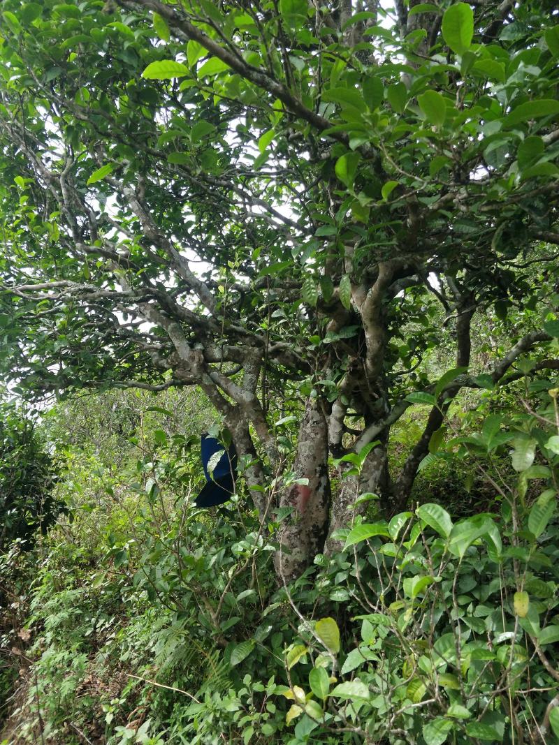 云南原产地正宗普洱茶月光白货源充足欢迎进店采购