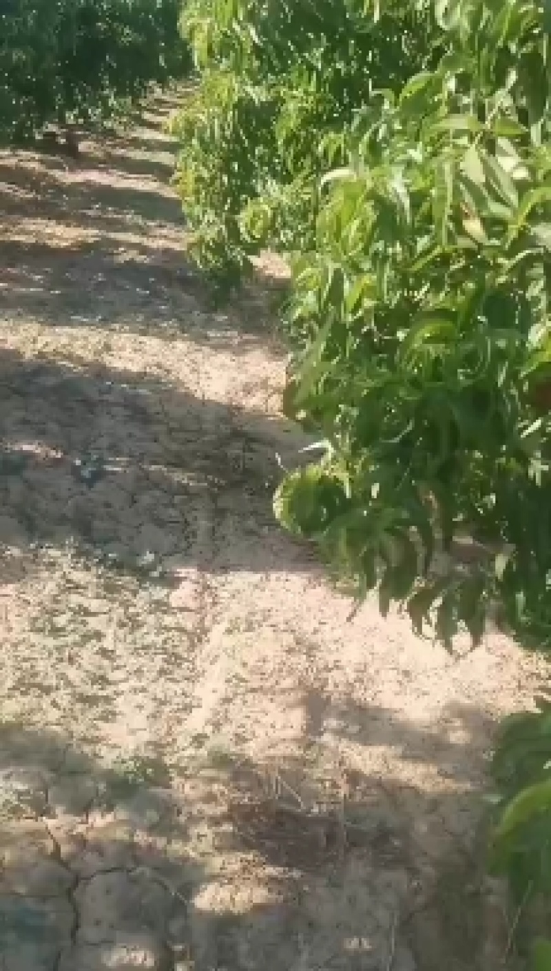 威县明月蟠桃大量上市，欢迎广大客商前来采购！口感好！