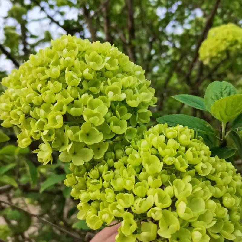 中华木绣球大花斗球绣球木绣球斗球麻球大量出售
