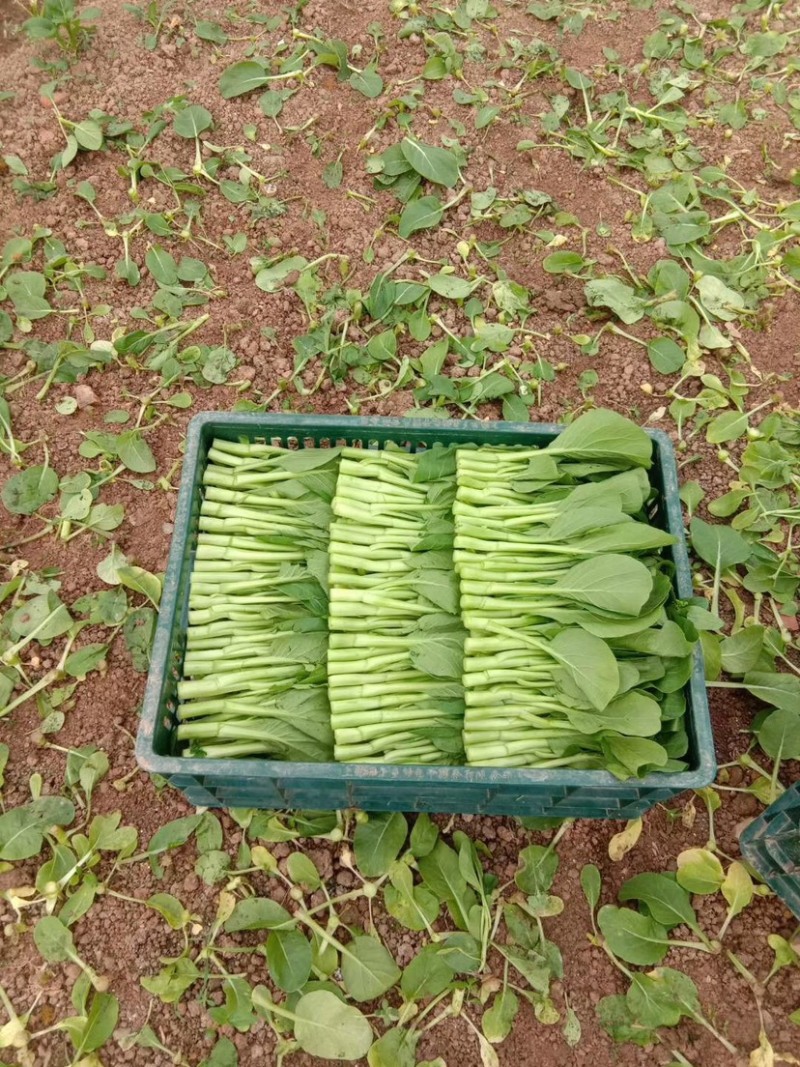 崇明菜心，芥蓝，中花介，兰基地直供全国发货