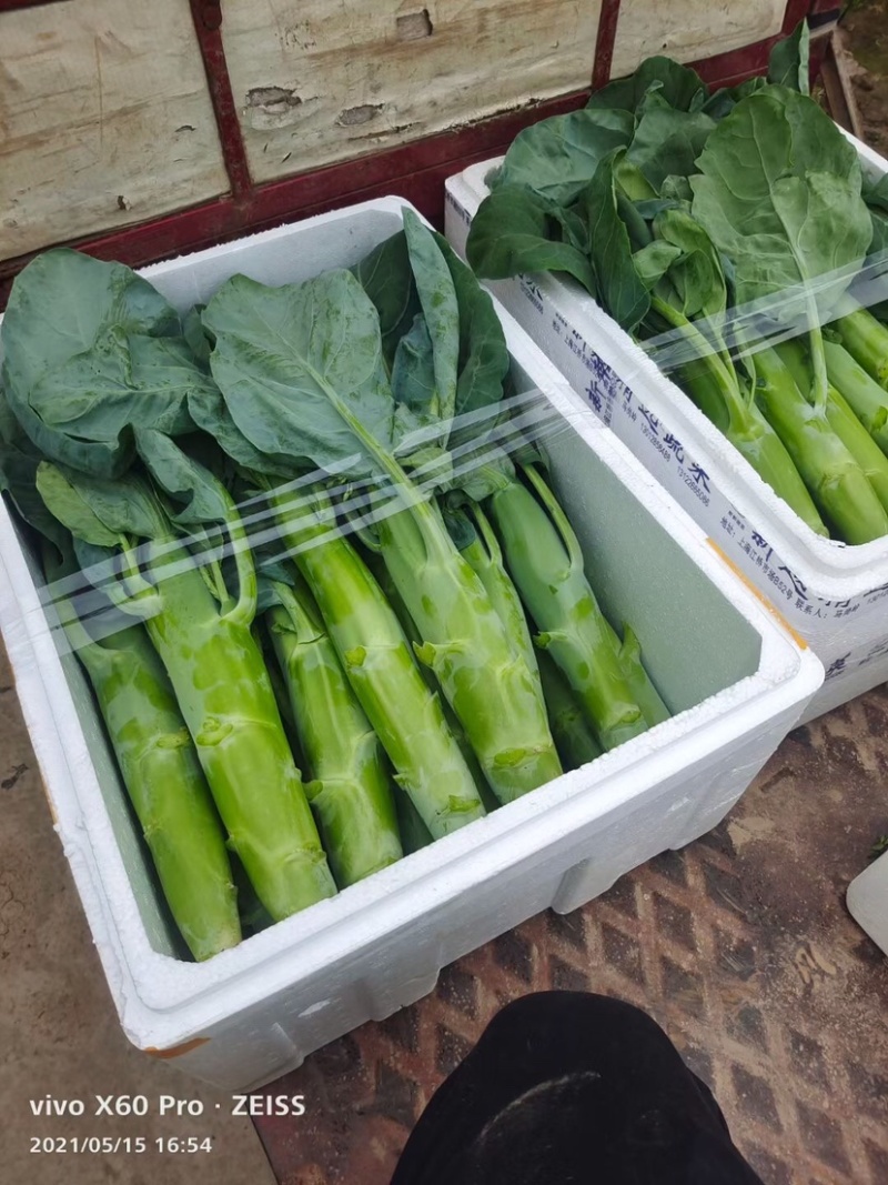 崇明菜心，芥蓝，中花介，兰基地直供全国发货