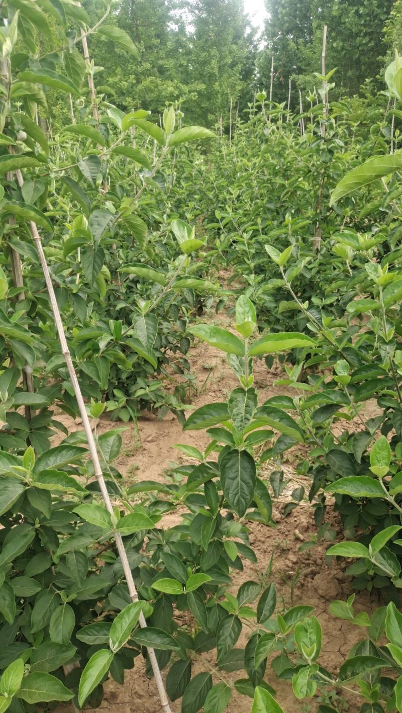 中华木绣球大花斗球绣球木绣球斗球麻球大量出售