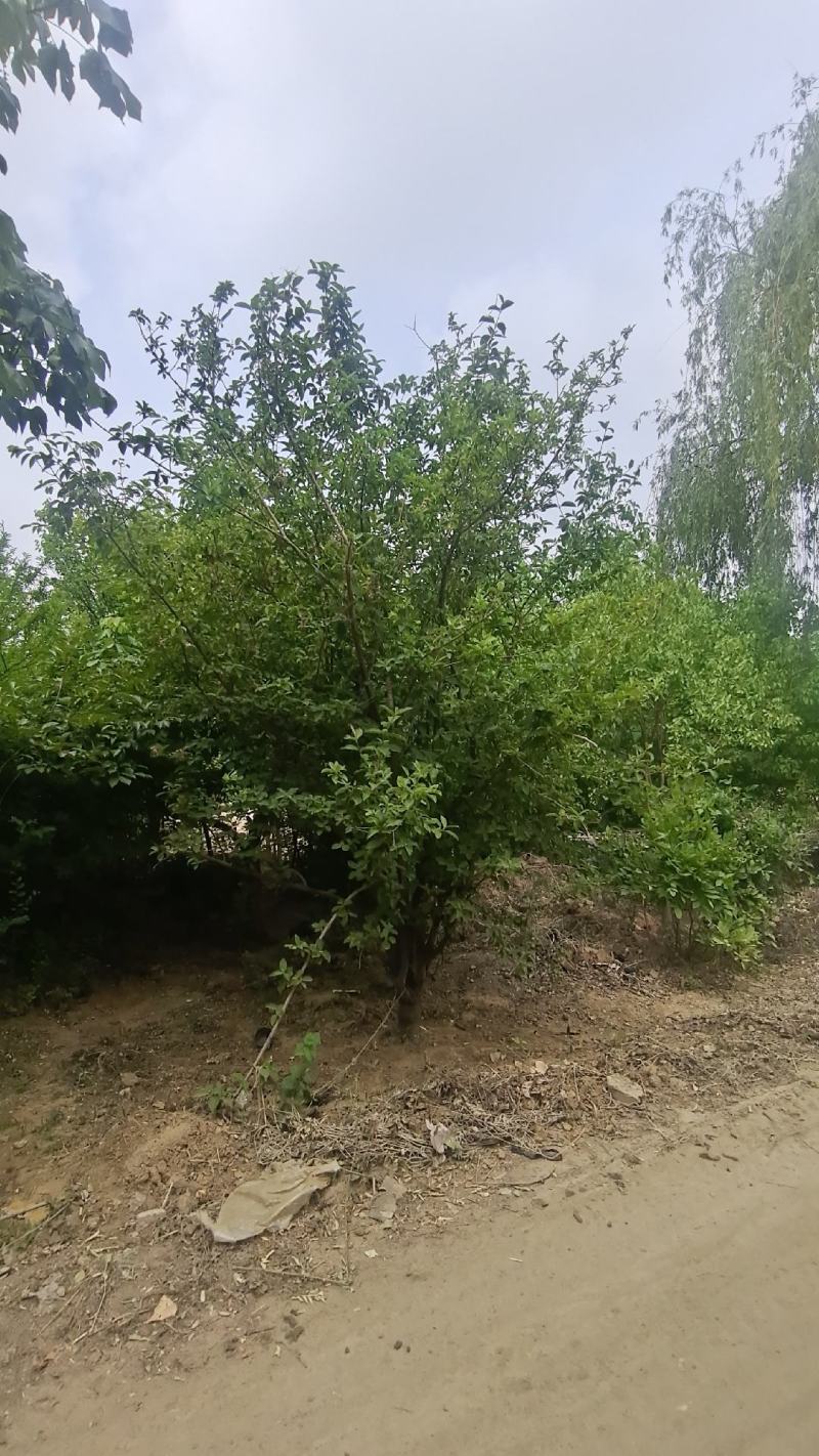 中华木绣球大花斗球绣球木绣球斗球麻球大量出售