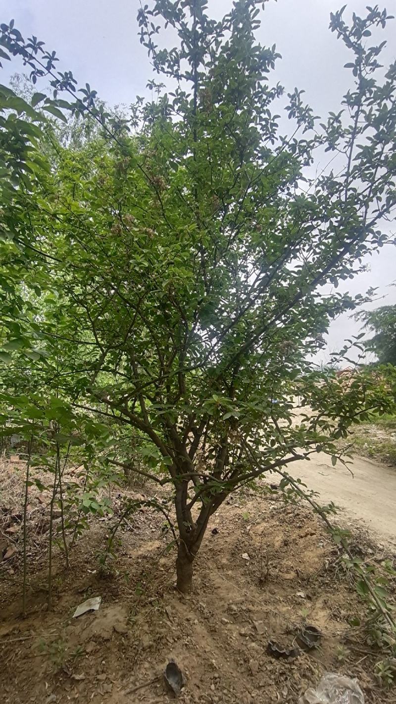 中华木绣球大花斗球绣球木绣球斗球麻球大量出售