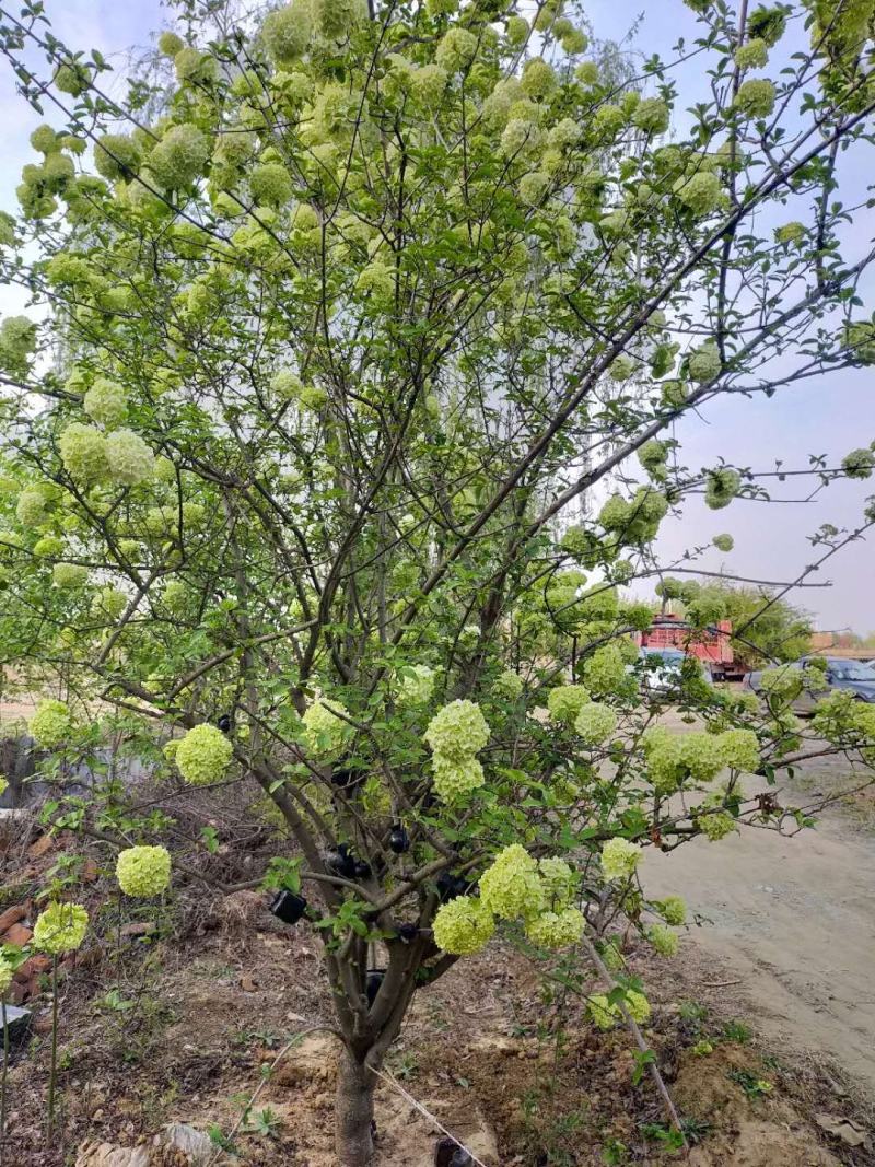 中华木绣球大花斗球绣球木绣球斗球麻球大量出售