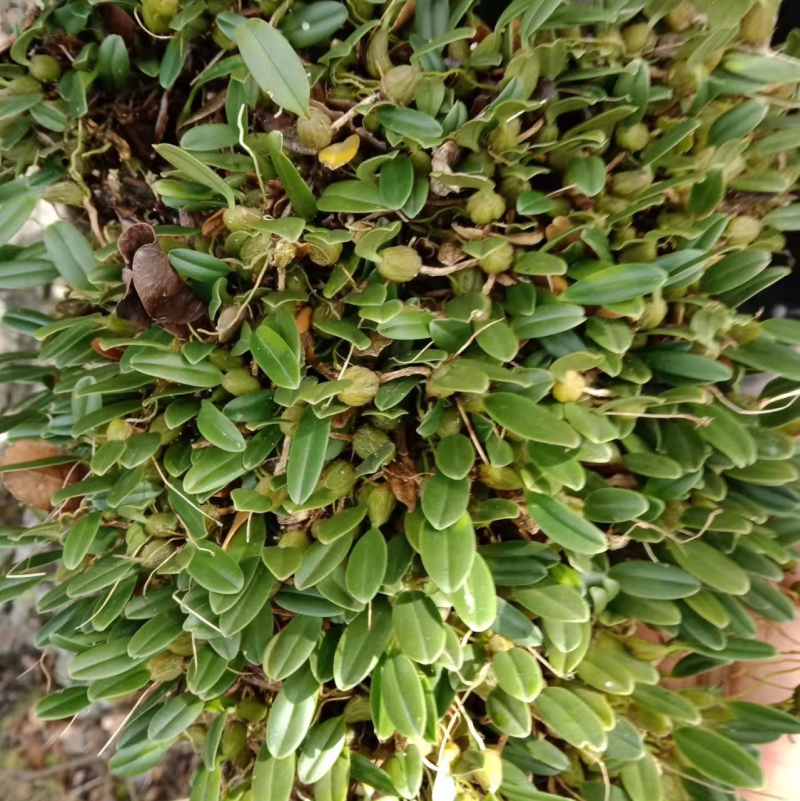 石橄榄