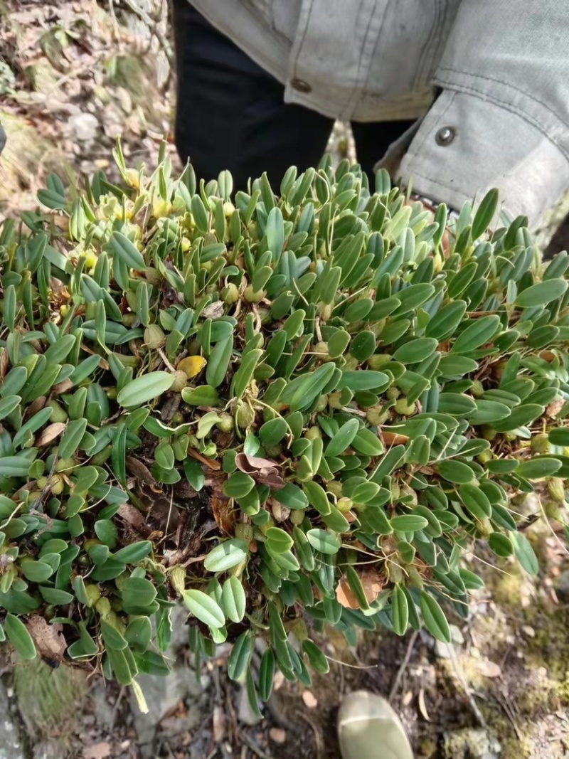 石橄榄