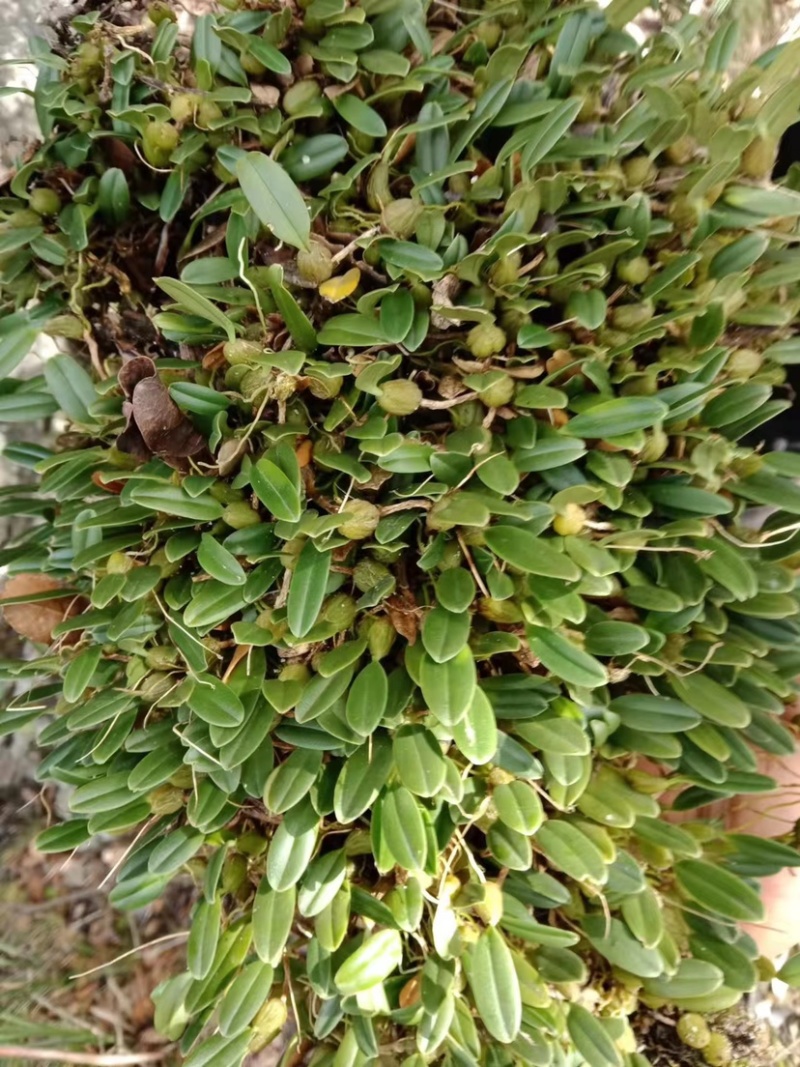 石橄榄
