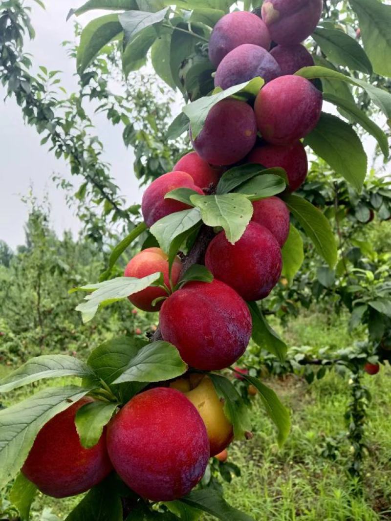 珍珠油杏（山东小白杏）大量现货，产地直发，代收代发
