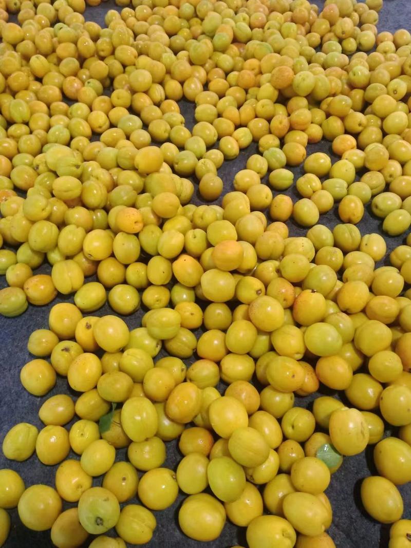珍珠油杏（山东小白杏）大量现货，产地直发，代收代发