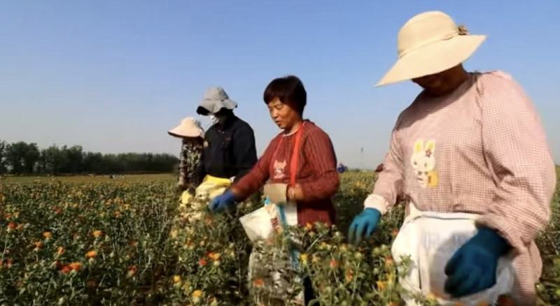 河南洛阳宜阳1200亩红花
