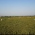河南洛阳宜阳1200亩红花