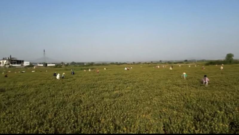 河南洛阳宜阳1200亩红花