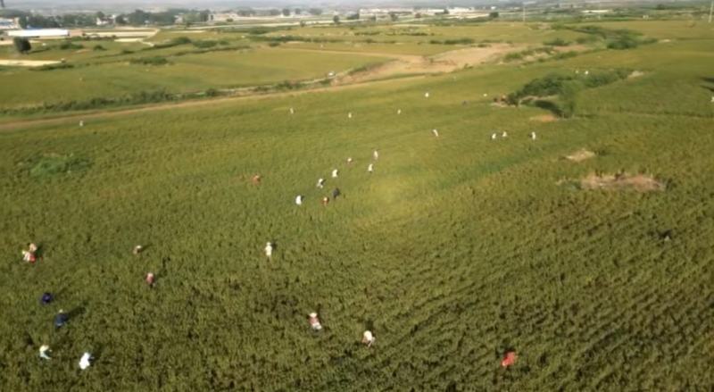 河南洛阳宜阳1200亩红花