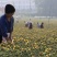 河南洛阳宜阳1200亩红花