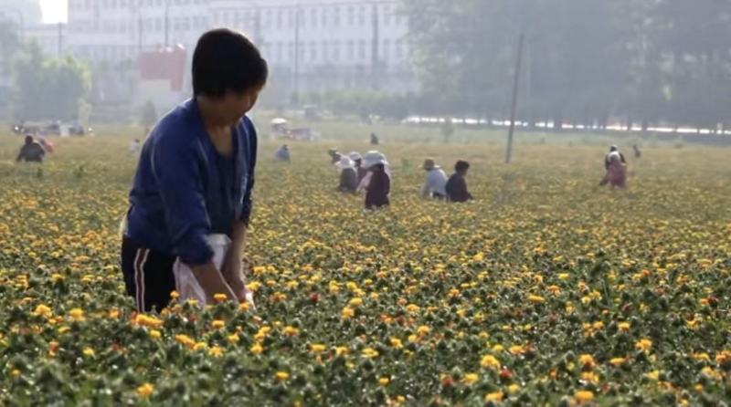 河南洛阳宜阳1200亩红花