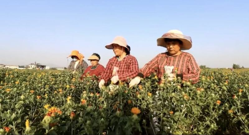 河南洛阳宜阳1200亩红花