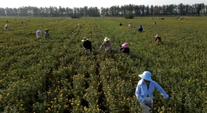 河南洛阳宜阳1200亩红花