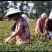 河南洛阳宜阳1200亩红花