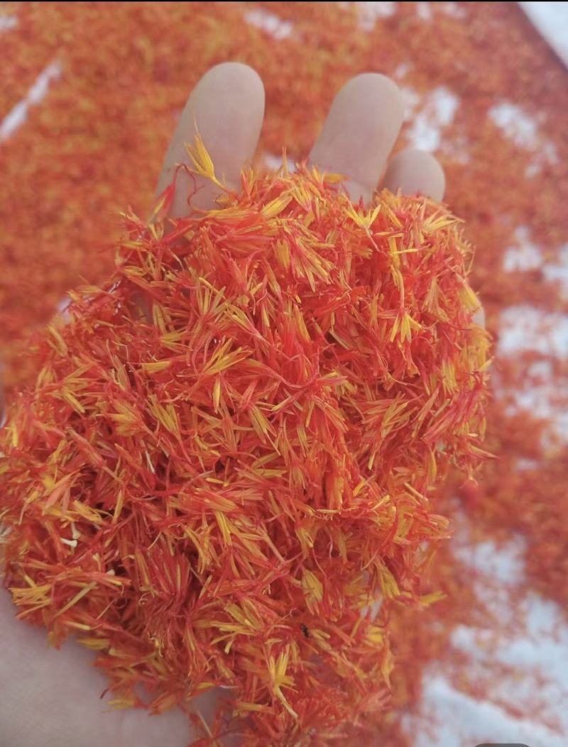 河南洛阳宜阳1200亩红花