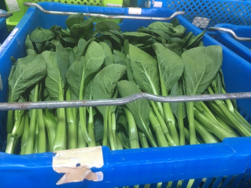 崇明菜心，芥蓝，中花介，兰基地直供全国发货