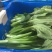 崇明菜心，芥蓝，中花介，兰基地直供全国发货